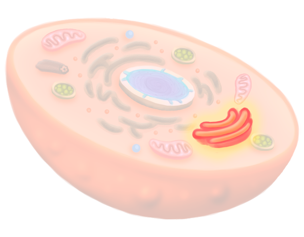 golgi