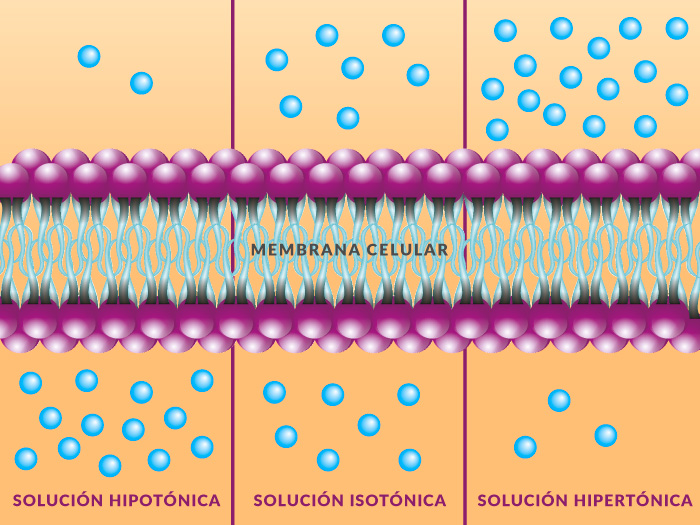 Concentración de solutos