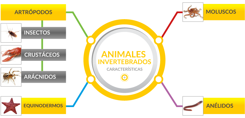 diagrama de animales invertebrados