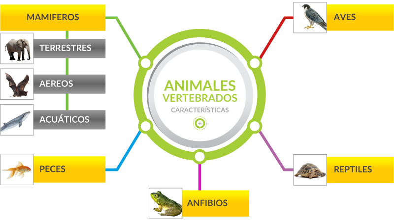 diagrama de animales vertebrados