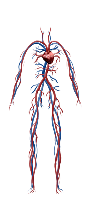 Sistema sanguíneo del cuerpo humano