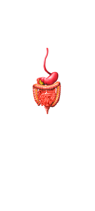 Sistema digestivo del cuerpo humano