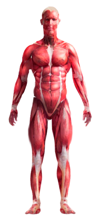 Sistema muscular del cuerpo humano