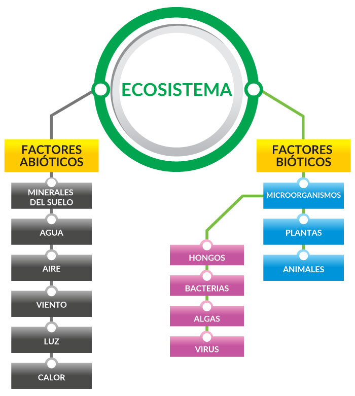 Ecosistema y su relación con los factores bióticos y abióticos