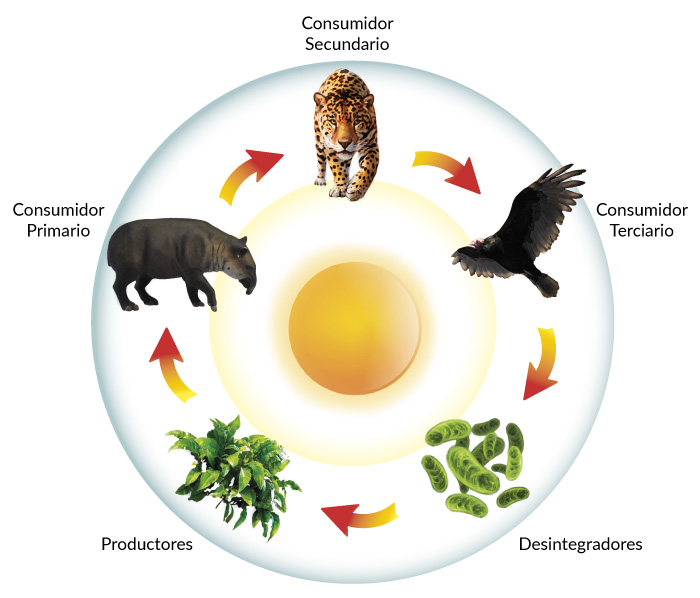 Flujo de energía de la naturaleza